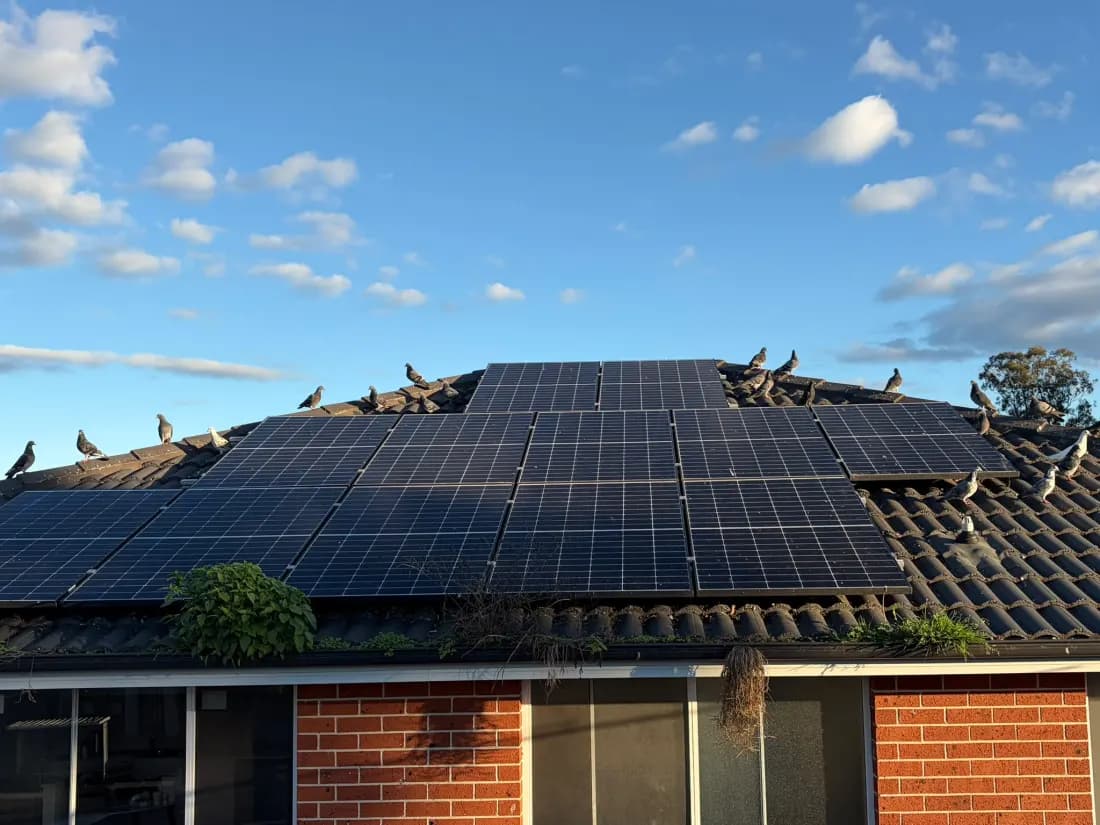 Pigeons gathered across a rooftop solar array before bird proofing, with nesting debris along the roof edge